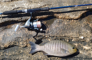 Fishing the harbour from land is a quick and easy way to get dinner