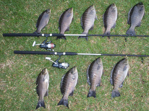 802 Light combo