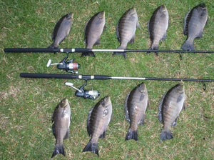 Catching Luderick on the Blackfish combo