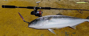 Kingfish caught on the micro jigging combo