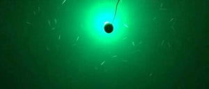 Under water LED squid light