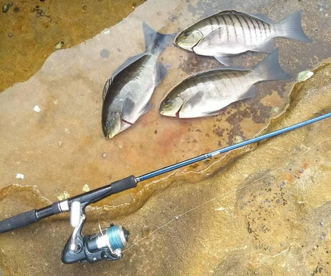 Three blackfish beside a light spinning rod and reel on the rocks
