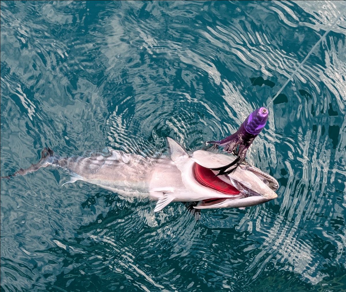 Mackerel, Kingfish and Sharks fishing report