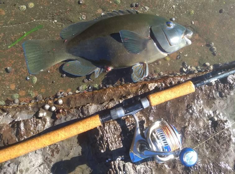 Drummer and Groper, The Easy Way