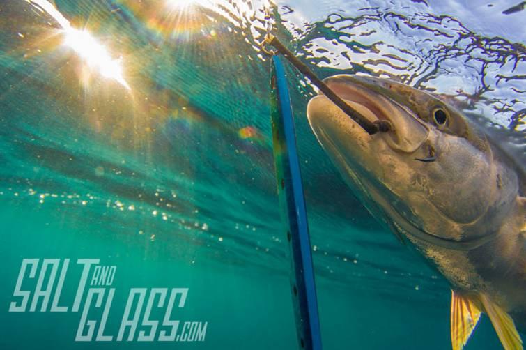 Bass Kingfish and Salmon