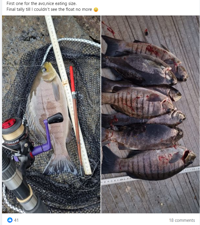 Luderick Lessons fishing photo 1