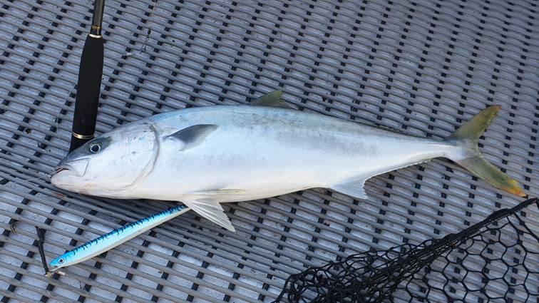 Jigging Kingfish