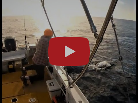 Tuesday and Thursday Offshore fishing photo 1