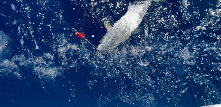 24 Hours On The Water fishing photo 8