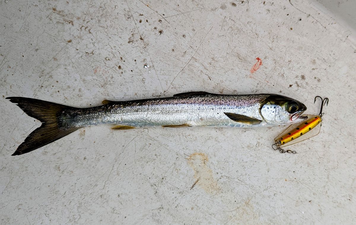 Alpine Tough Time fishing photo 4