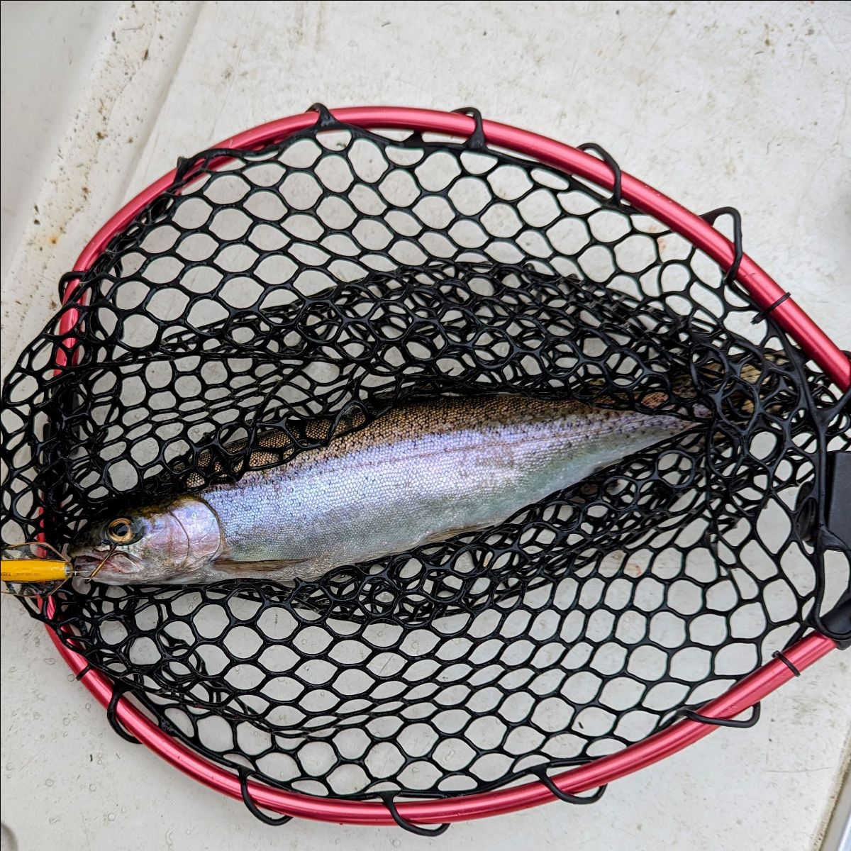 Alpine Tough Time fishing photo 5