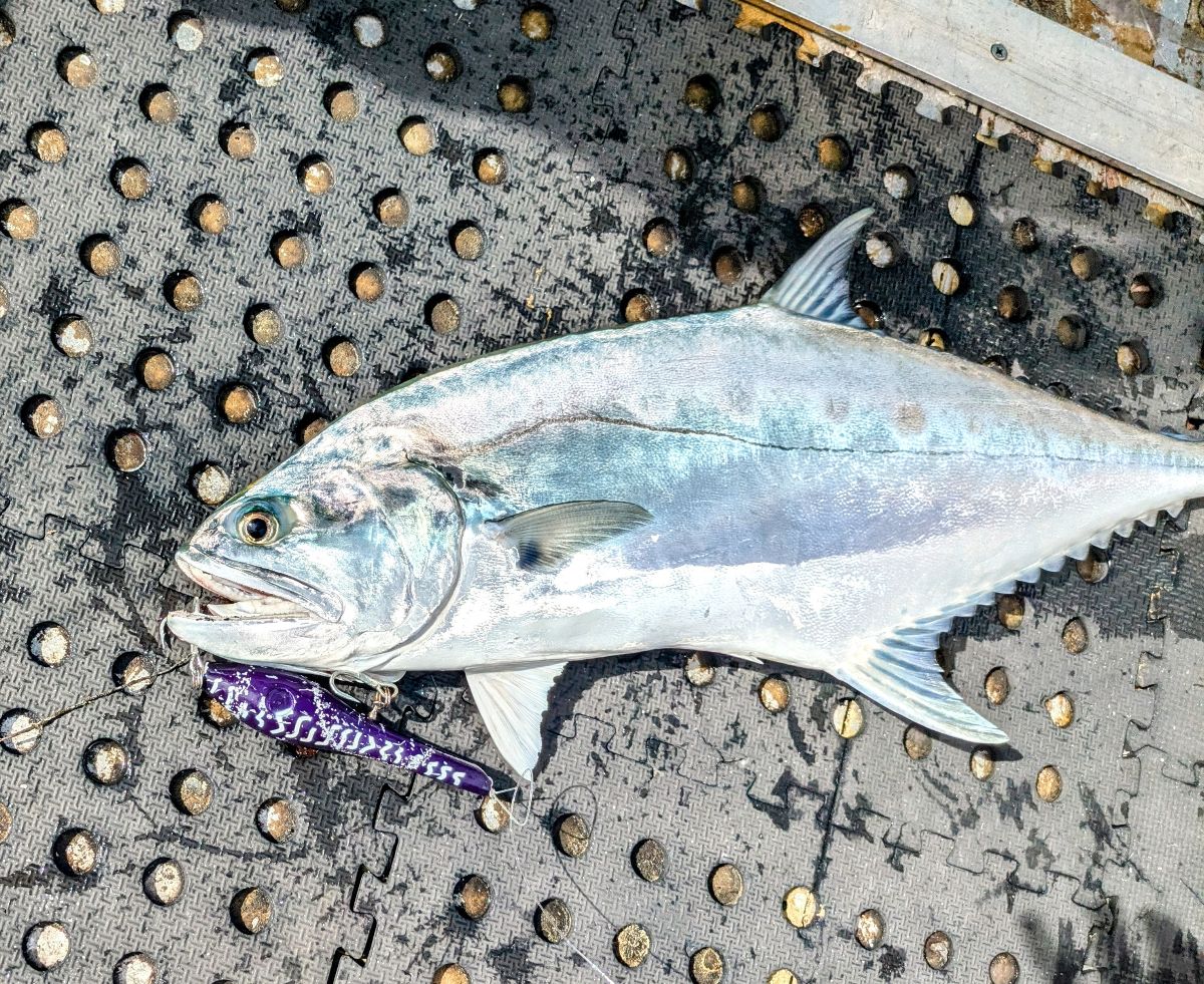 Back to Cooktown fishing photo 7