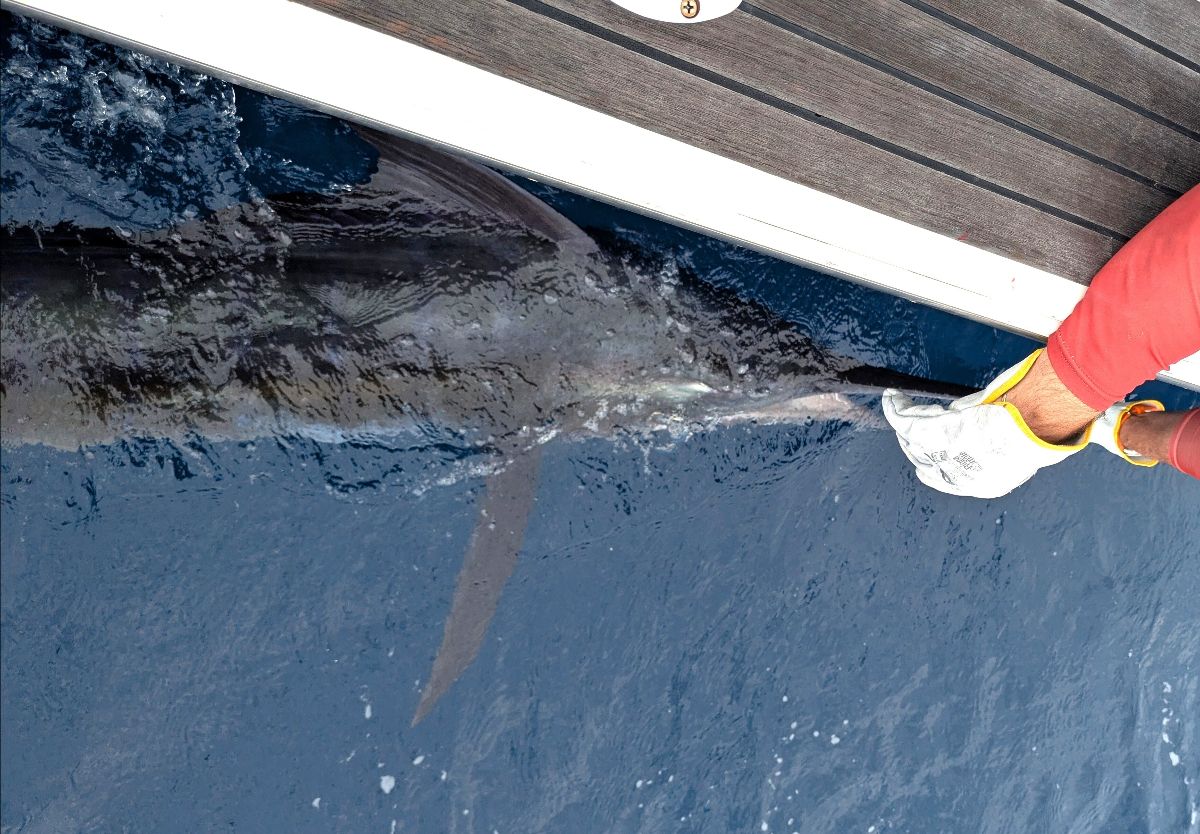 Christmas Marlin fishing photo 5