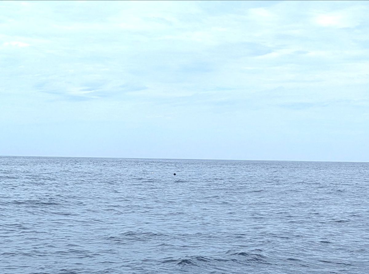 Christmas Marlin fishing photo 6