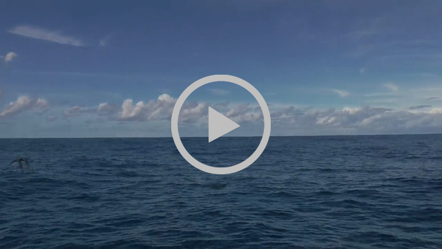 Come for the mackerel, stay for the mahi fishing photo 6