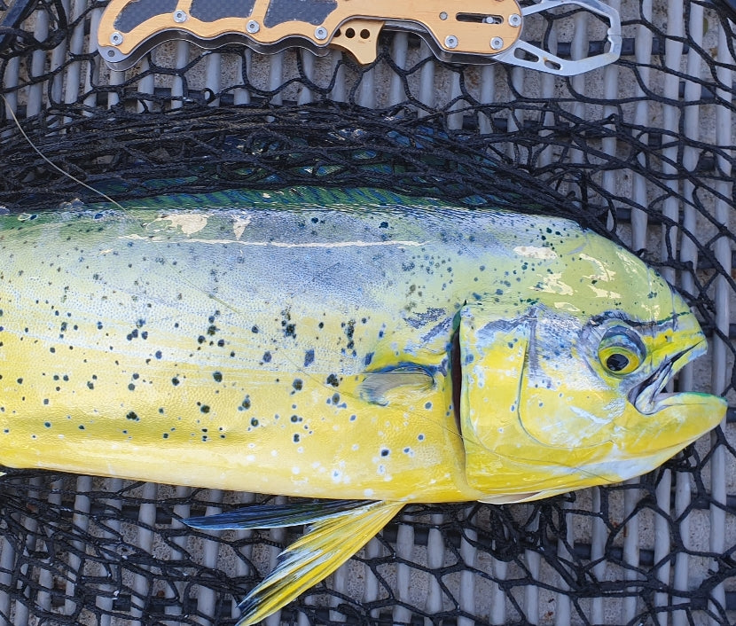 Come for the mackerel, stay for the mahi fishing photo 8