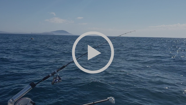 Come for the mackerel, stay for the mahi fishing photo 9