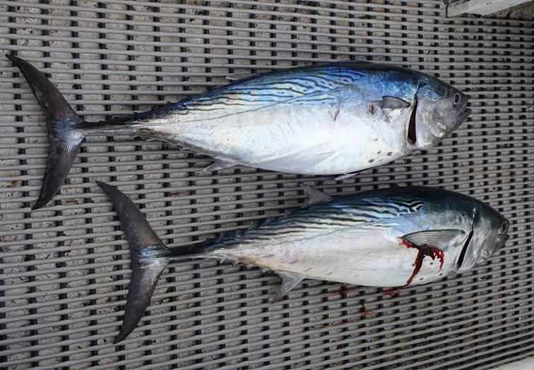 Come for the mackerel, stay for the mahi fishing photo 11