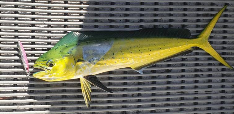 Come for the mackerel, stay for the mahi fishing photo 13