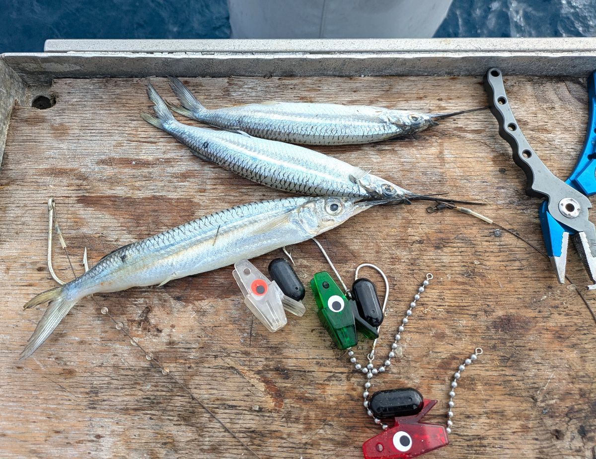 Cooktown November 2025 fishing photo 4