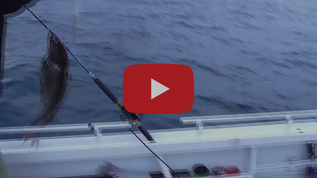 Deep Jigging the Electric Way fishing photo 2