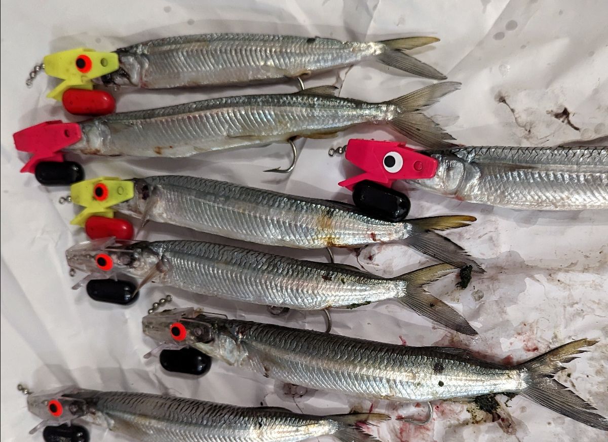 Dollies Down Deep fishing photo 2