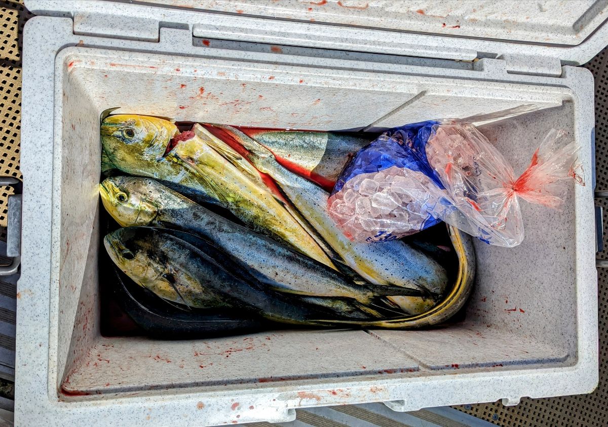 Dollies Down Deep fishing photo 6