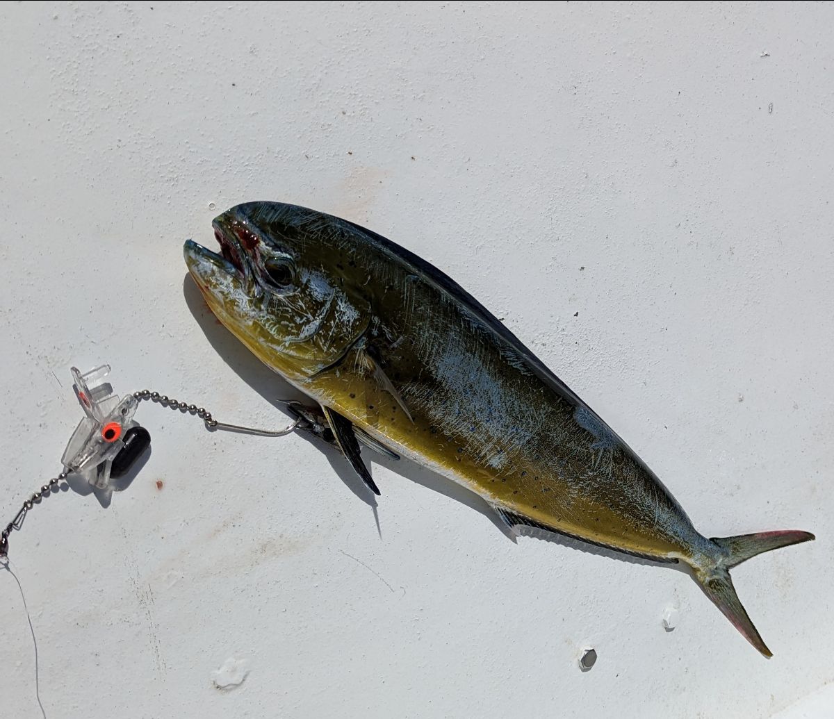 Dollies Down Deep fishing photo 12