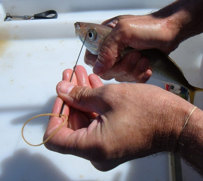 Downrigging Basics fishing photo 4