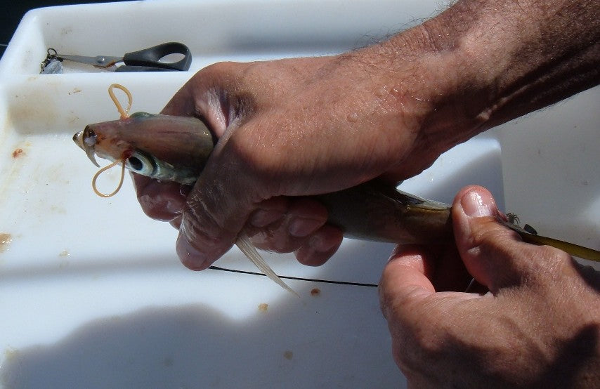 Downrigging Basics fishing photo 5