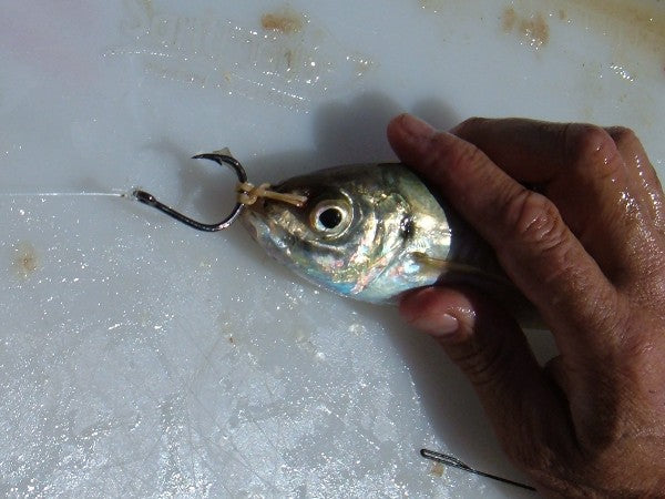 Downrigging Basics fishing photo 6