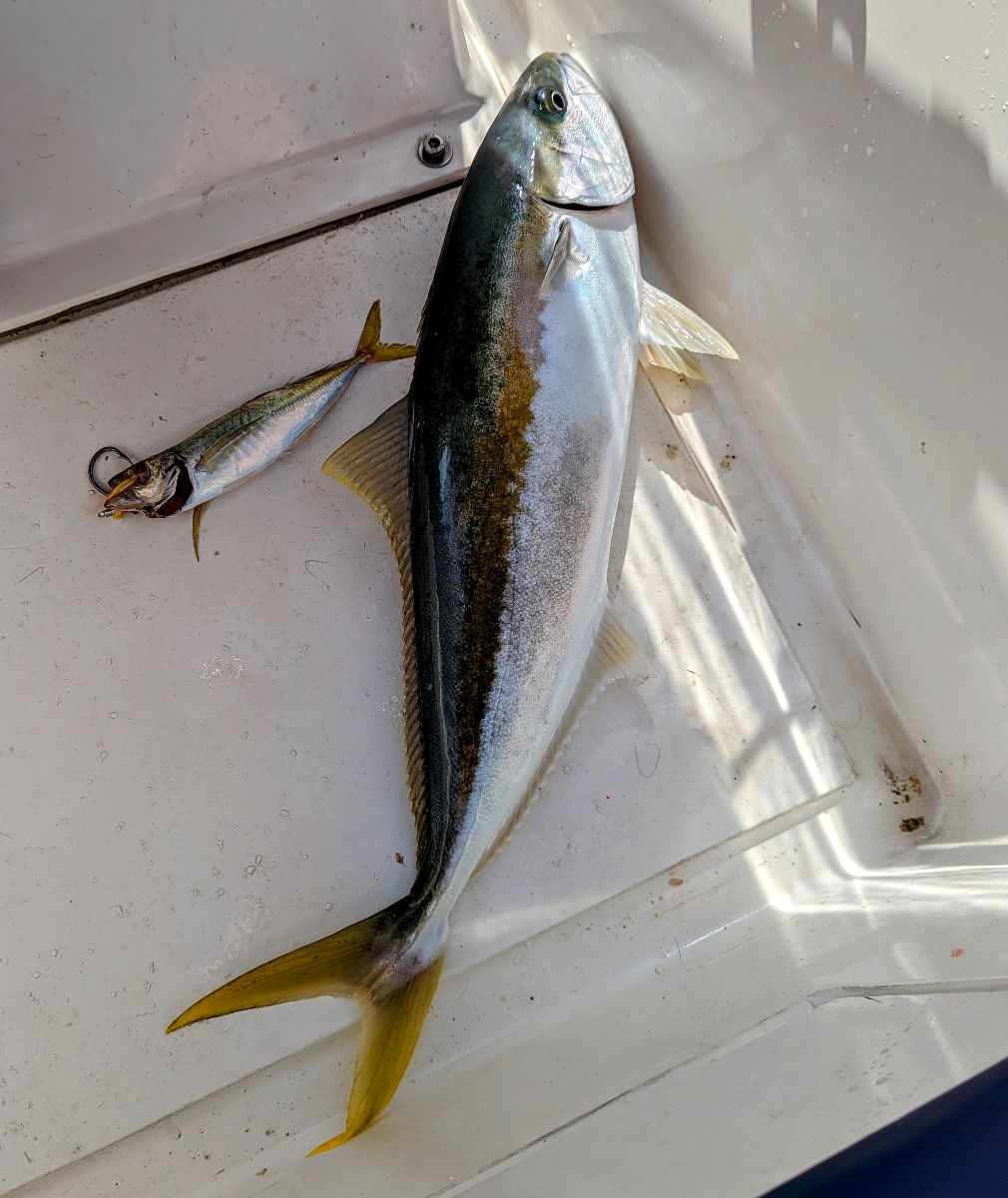 Downrigging Basics fishing photo 7