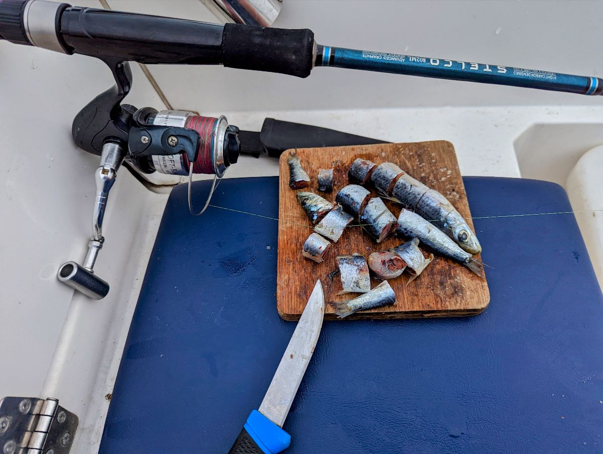 Downrigging Basics fishing photo 9