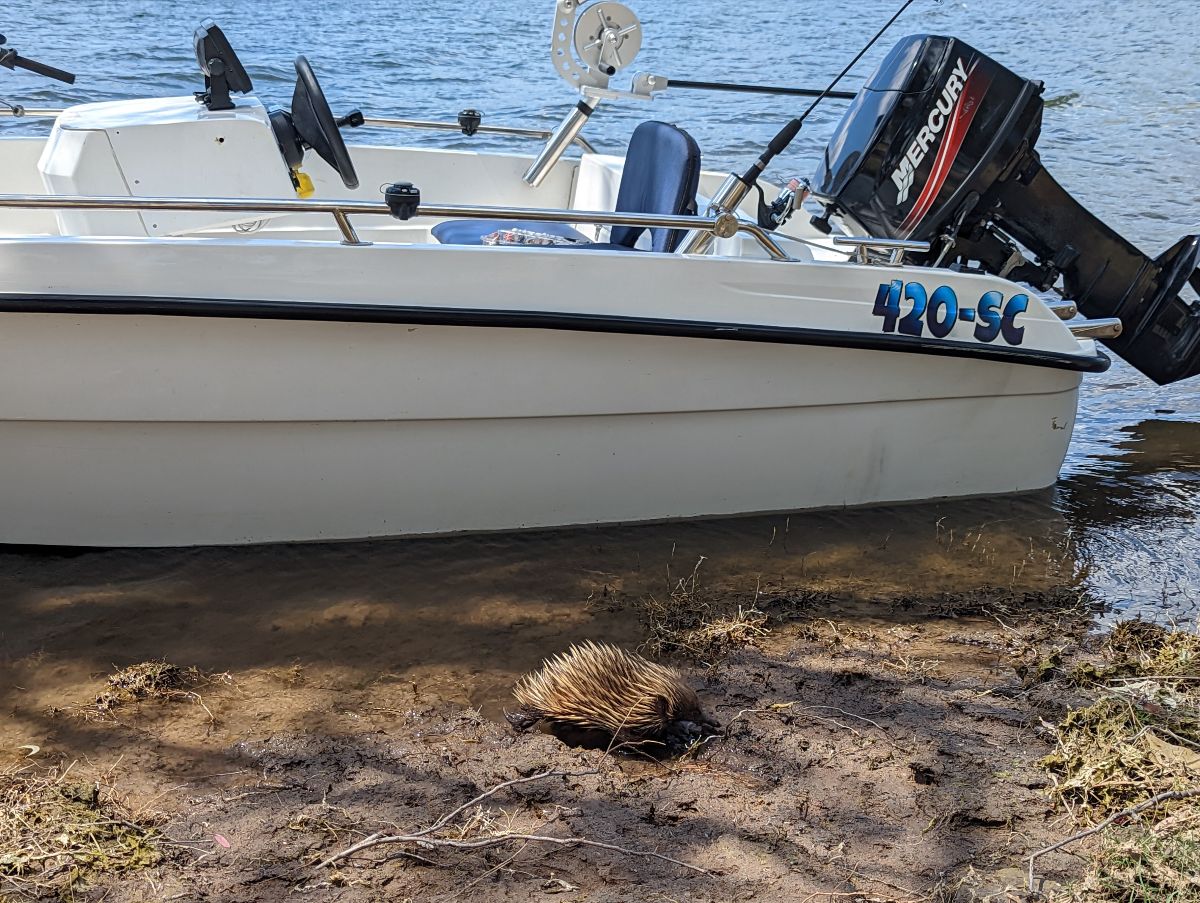 Downrigging Bass - the deadly new technique fishing photo 3