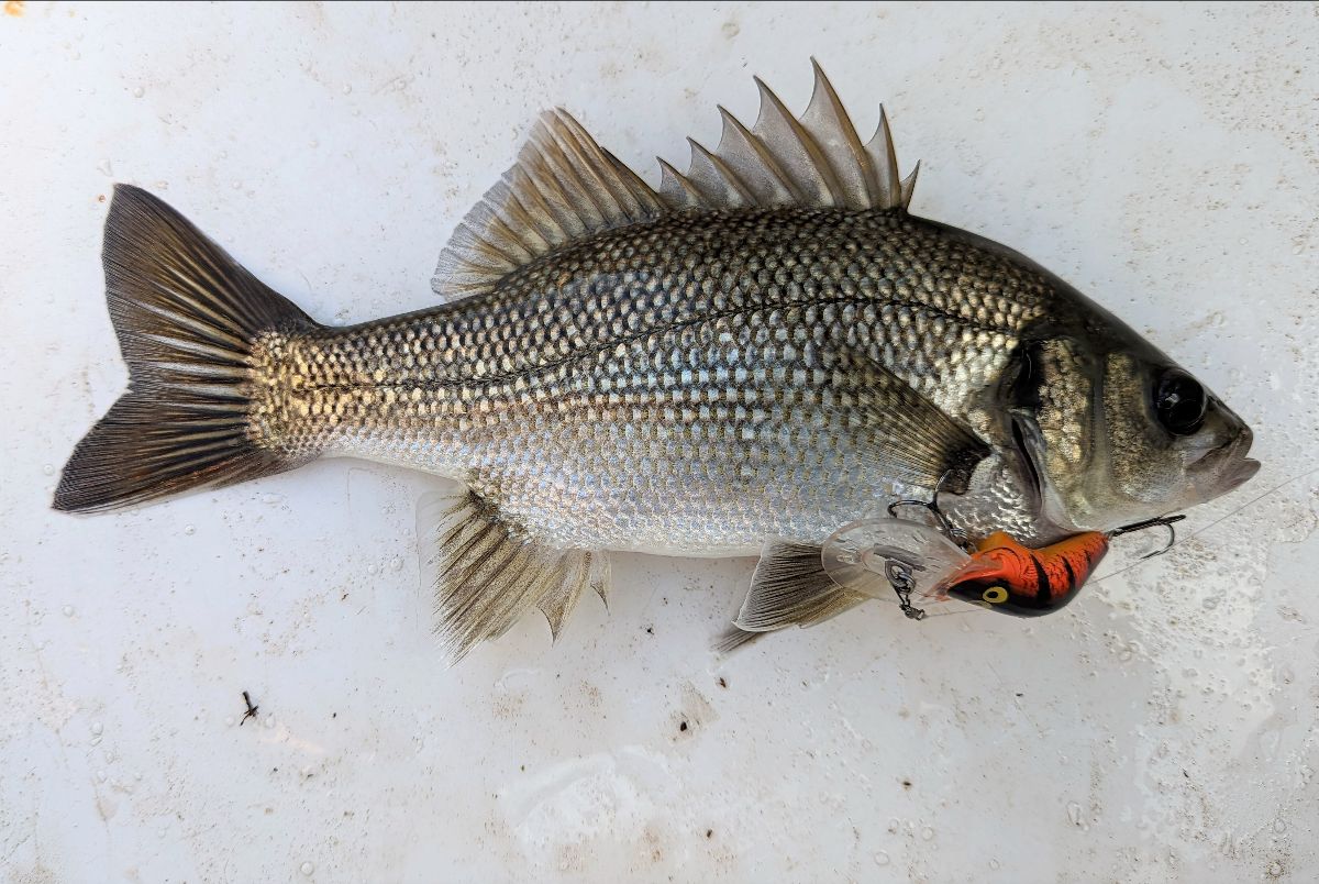Downrigging Bass - the deadly new technique fishing photo 4