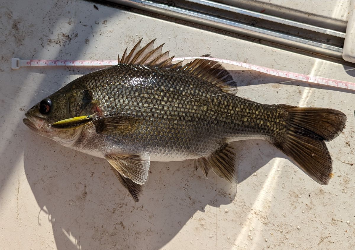 Downrigging Bass - the deadly new technique fishing photo 9