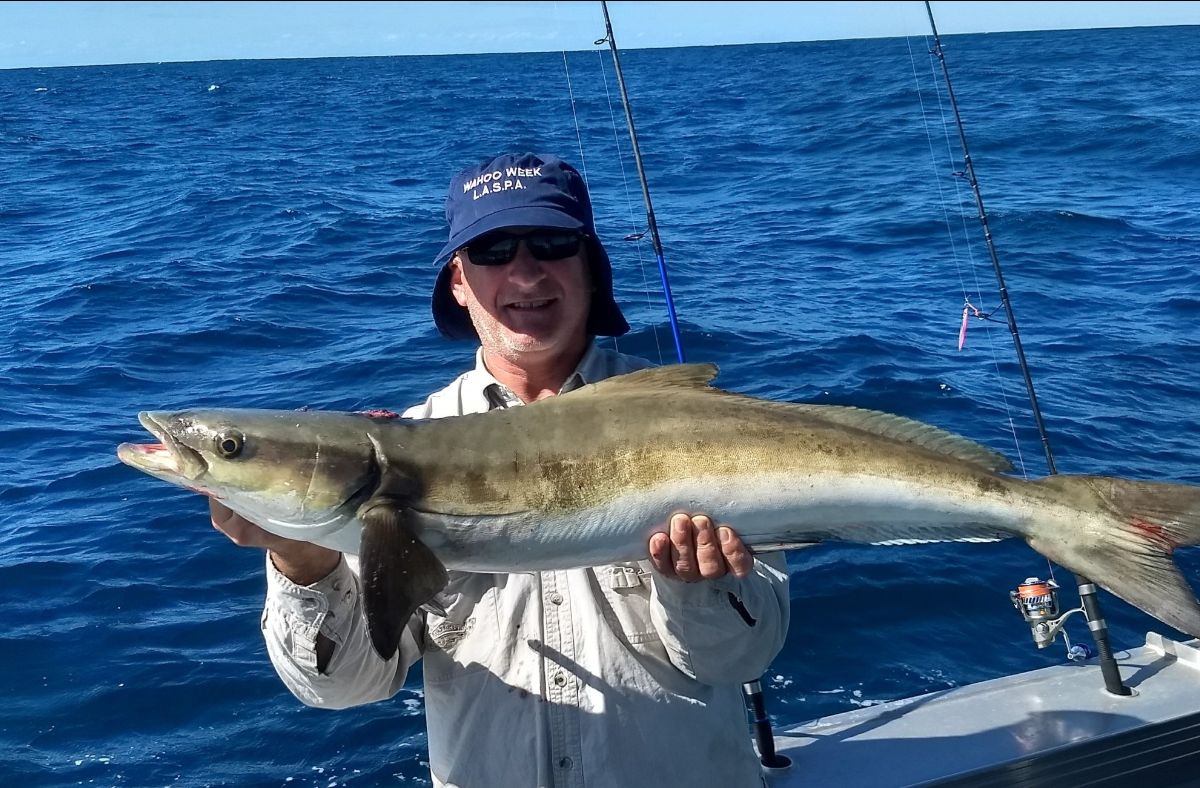 Downrigging Cobia fishing photo 3