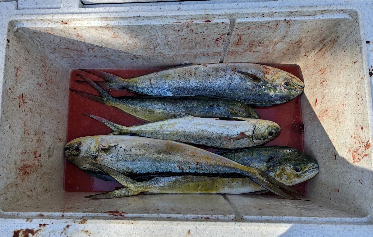 Downrigging for Dollies fishing photo 6