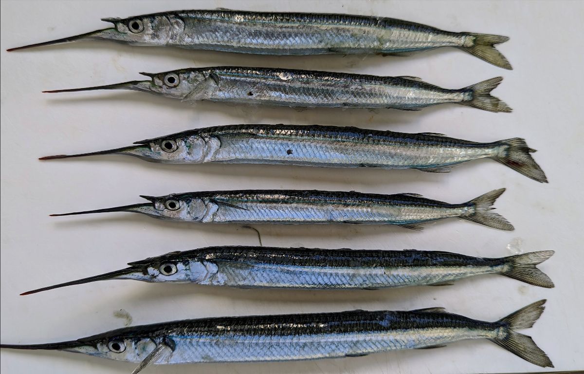 Endless Summer of Mahi fishing photo 3