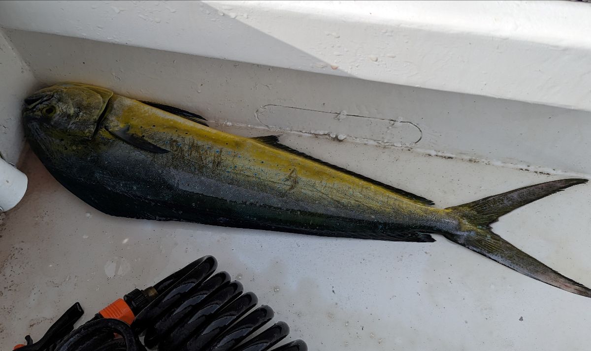 Endless Summer of Mahi fishing photo 4