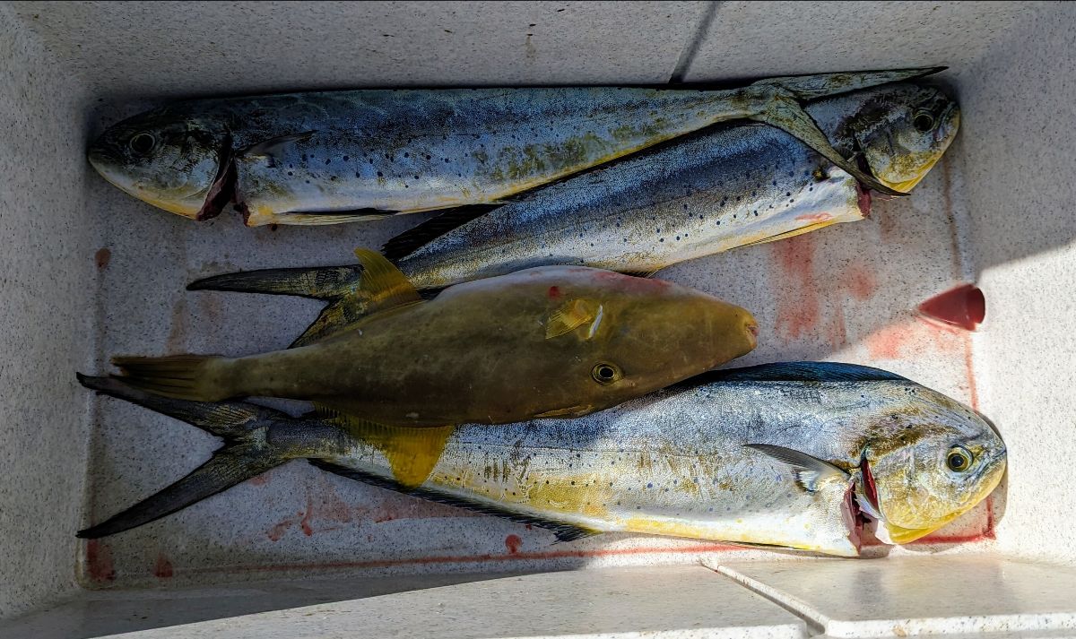 Endless Summer of Mahi fishing photo 5