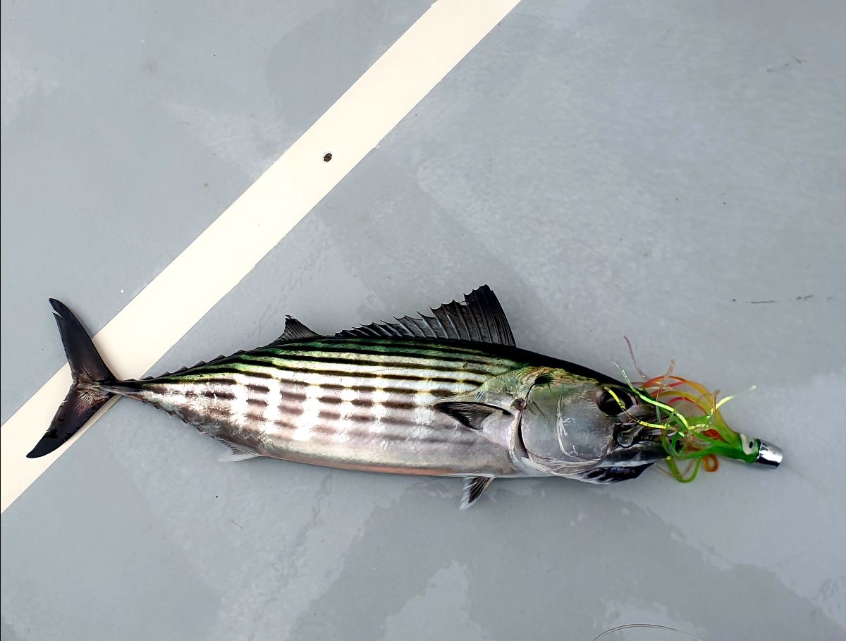FAD Hopping fishing photo 6