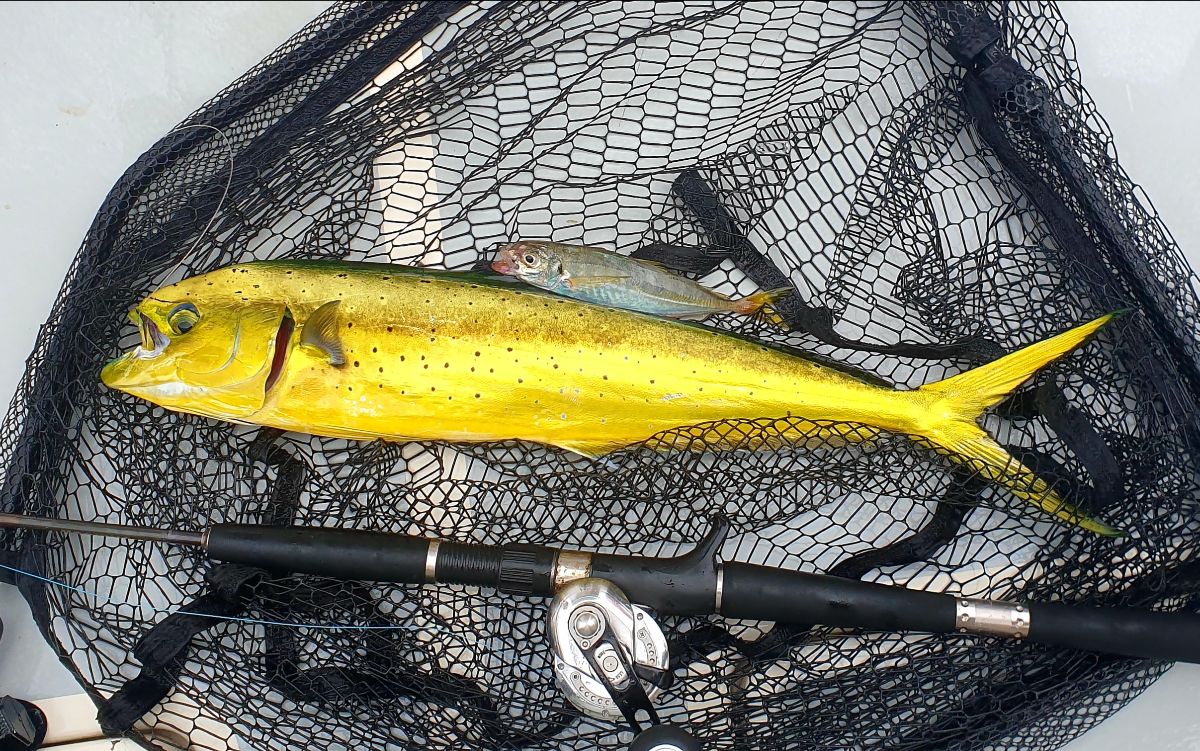 FAD Hopping fishing photo 9