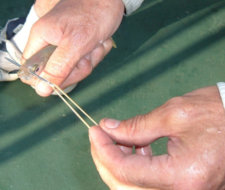 FAD Hopping fishing photo 15