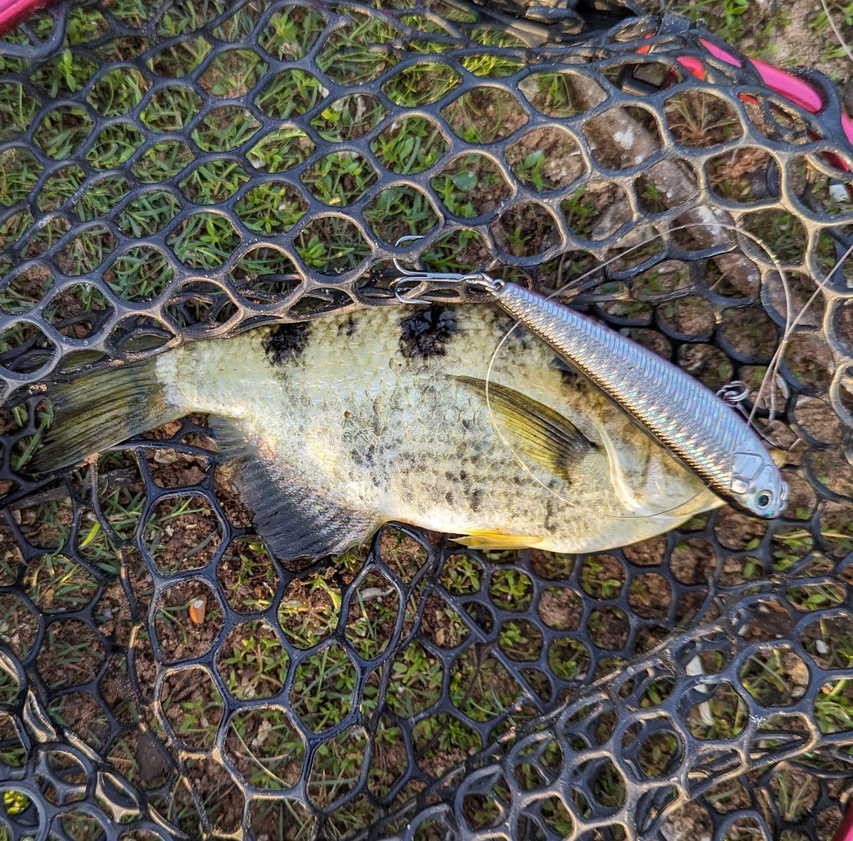 Fishing Cape York fishing photo 7