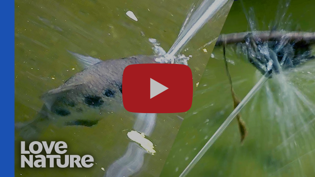 Fishing Cape York fishing photo 8