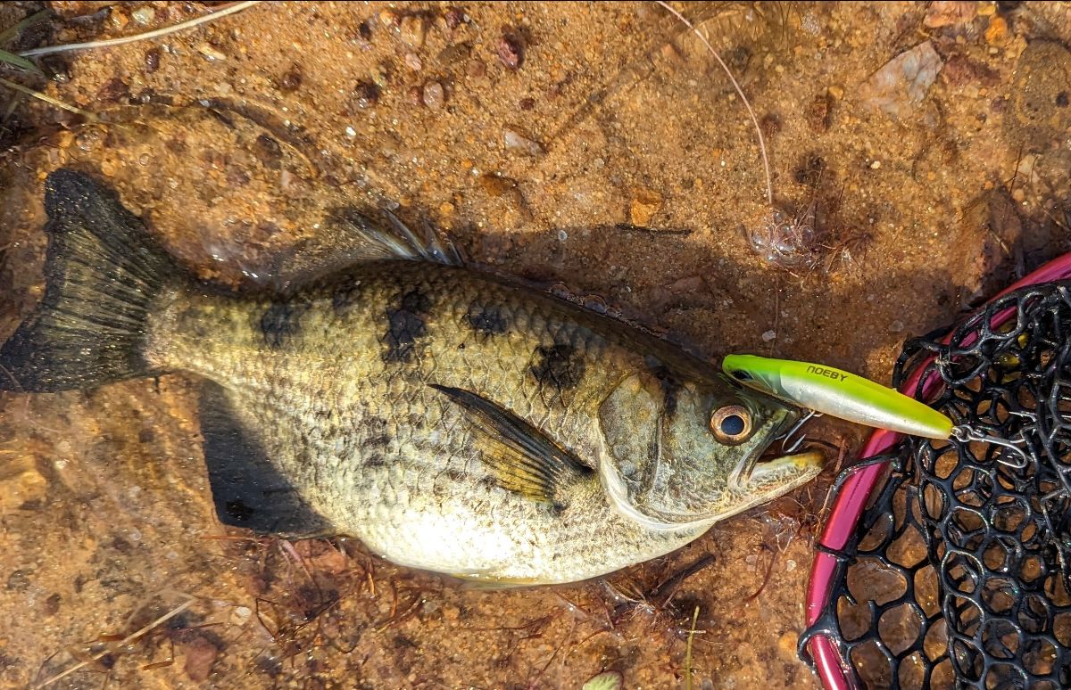 Fishing Cape York fishing photo 15