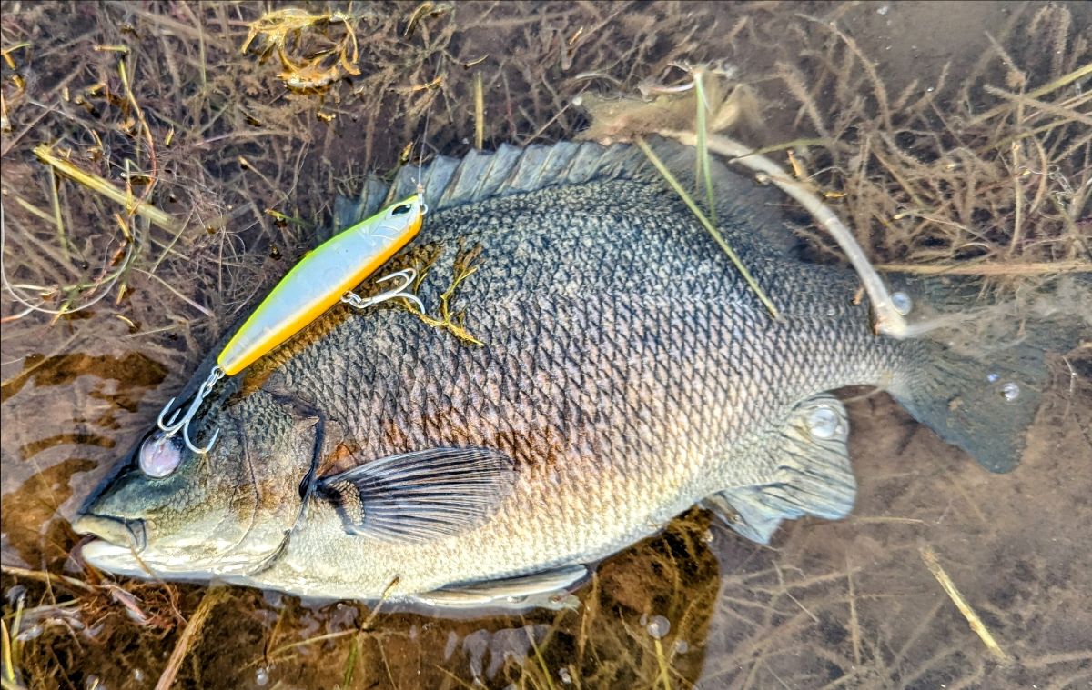 Fishing Cape York fishing photo 16