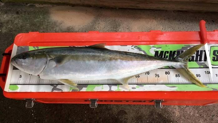 fishing report Wednesday 2nd November 2016 fishing photo 25