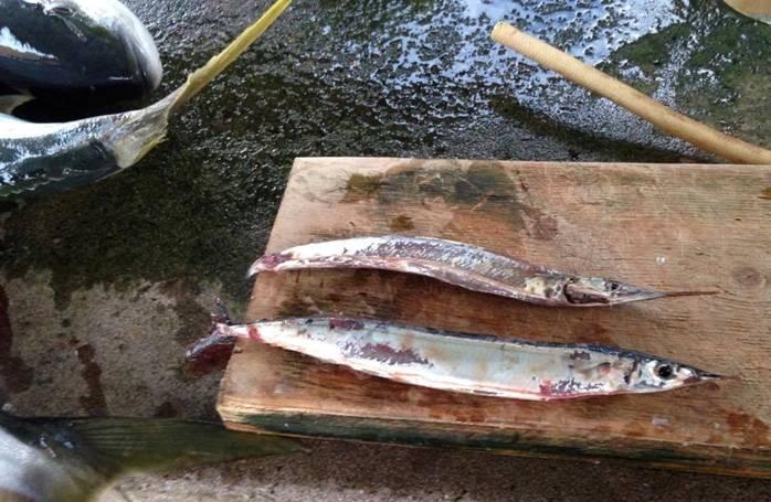 fishing report Wednesday 2nd November 2016 fishing photo 26